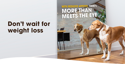 With reduced appetite, there's more than meets the eye