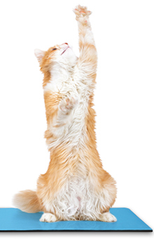 cat